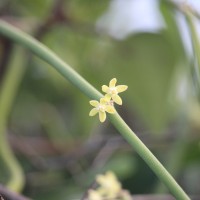 Cynanchum viminale (L.) L.